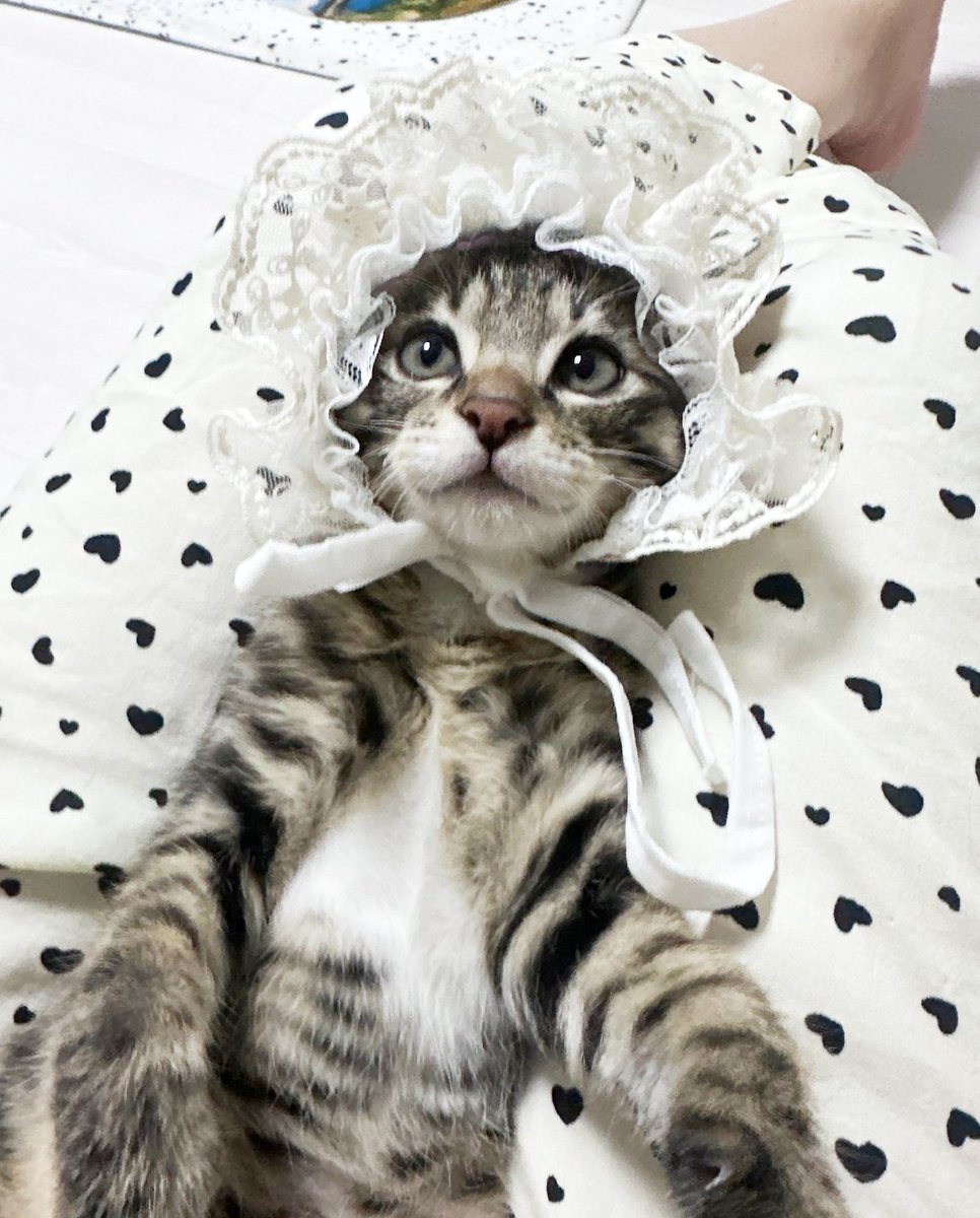 오늘 산 보닛이 넘우넘우 잘 어울려서 금비 로판영애 됐어
로판냥 회귀냥 빙의냥