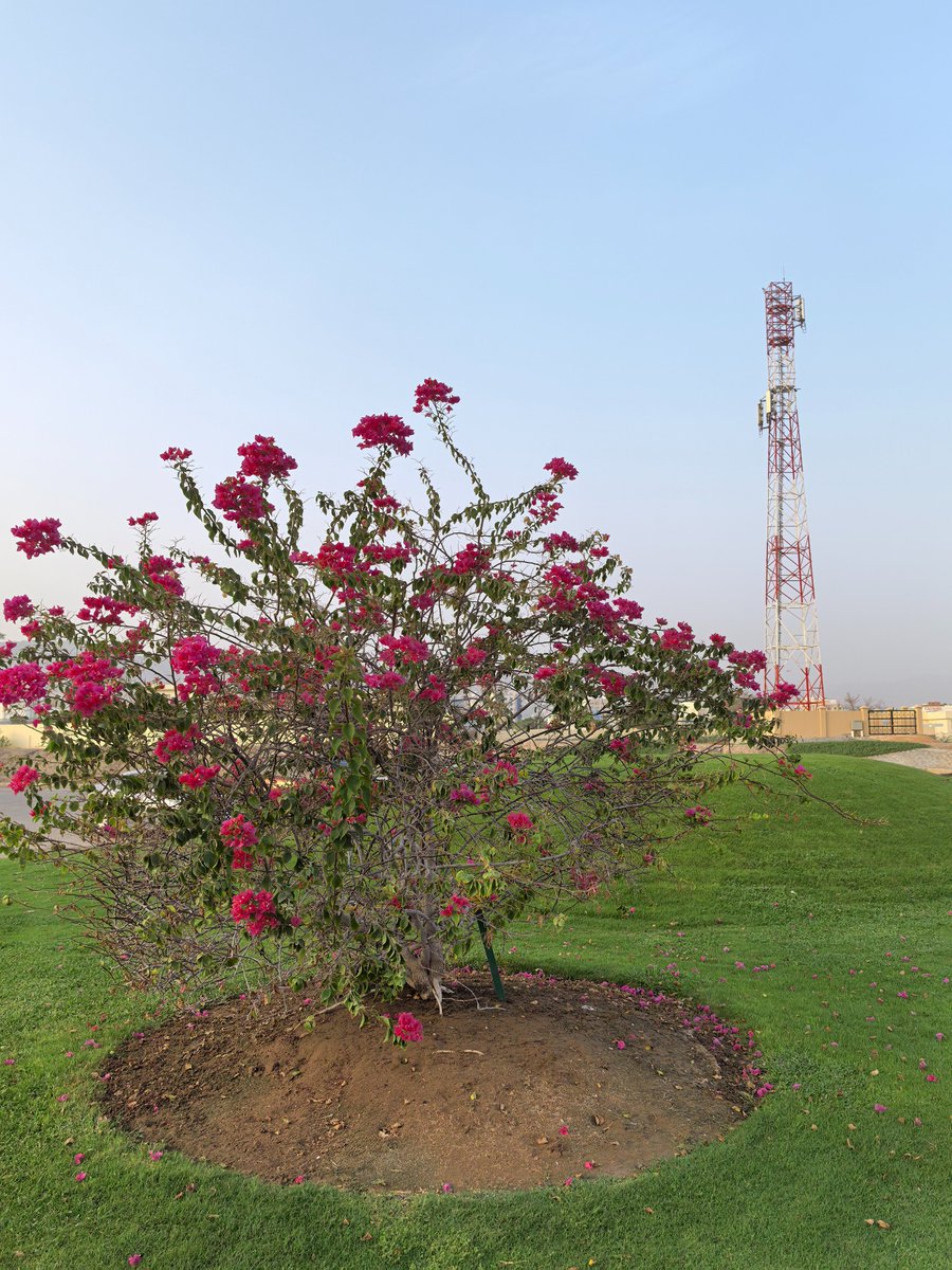 Tony35403378's tweet photo. @sz_mediagroup 
Bougainvillea(勒杜鹃), the city flower of Shenzhen, represents passion, persistence &amp; dauntlessness, also blooms in many cities along the Belt and Road countries. Below are the flowers I saw during business trips in Asia, the Middle East &amp; Africa. https://t.co/YTEmvmvn2d