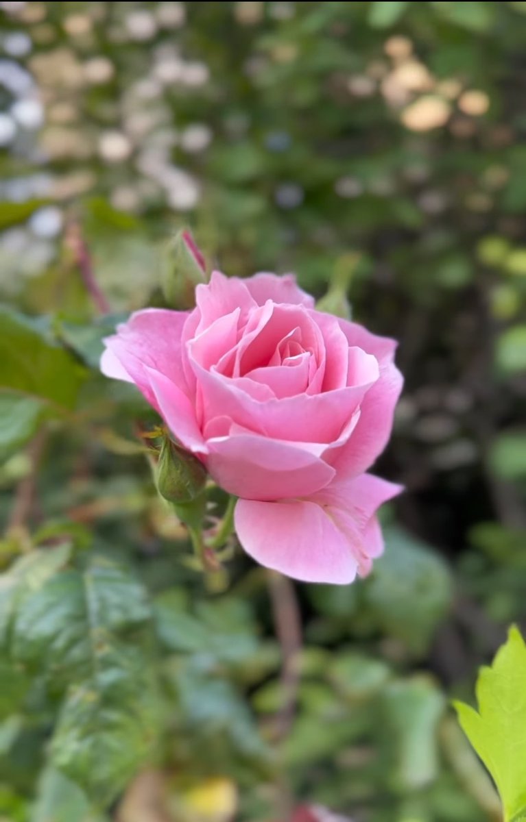 Share your pink flowers photos! 🪷