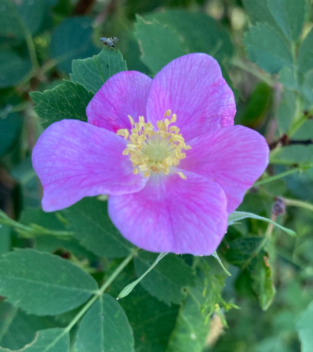 wildcreativity's tweet image. Water
great giver of life
flowers blooming.
#haiku #naturephotography