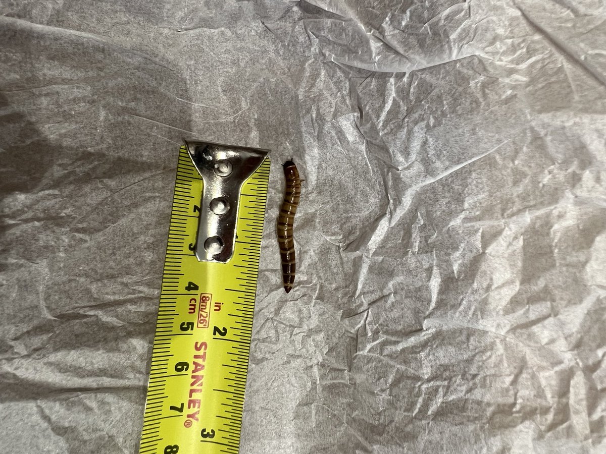 EllisPallett's tweet photo. @clarksshoes my order has literally just been delivered. I opened the bag and it had a foul smell, found one dead maggot, which was squished onto the shoe box and one live one in the box! https://t.co/da6tjv6Pl1