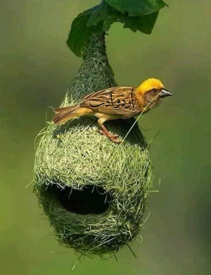 یہ اور بات کہ منزل تلک نہیں پہنچا
سفر کو گرمئے رفتار تک تو لے آیا
کچھ لوگ تو ہوتے ہیں جو اکرار بھی نہیں کر پاتے میں اپنے آپکو اظہار تک تو لے آیا
#اردو_زبان