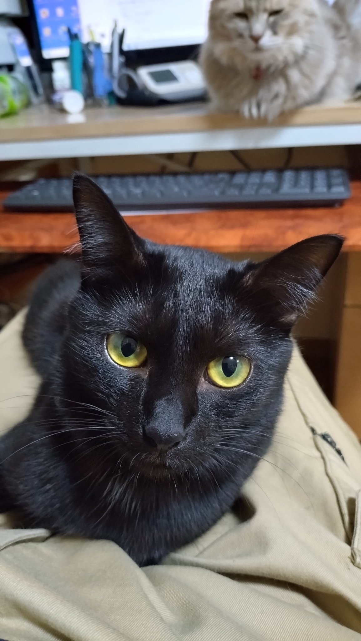猫田 Amazon | 猫 トイレ 自動トイレ 猫の足挟みゼロ アプリ制御可能