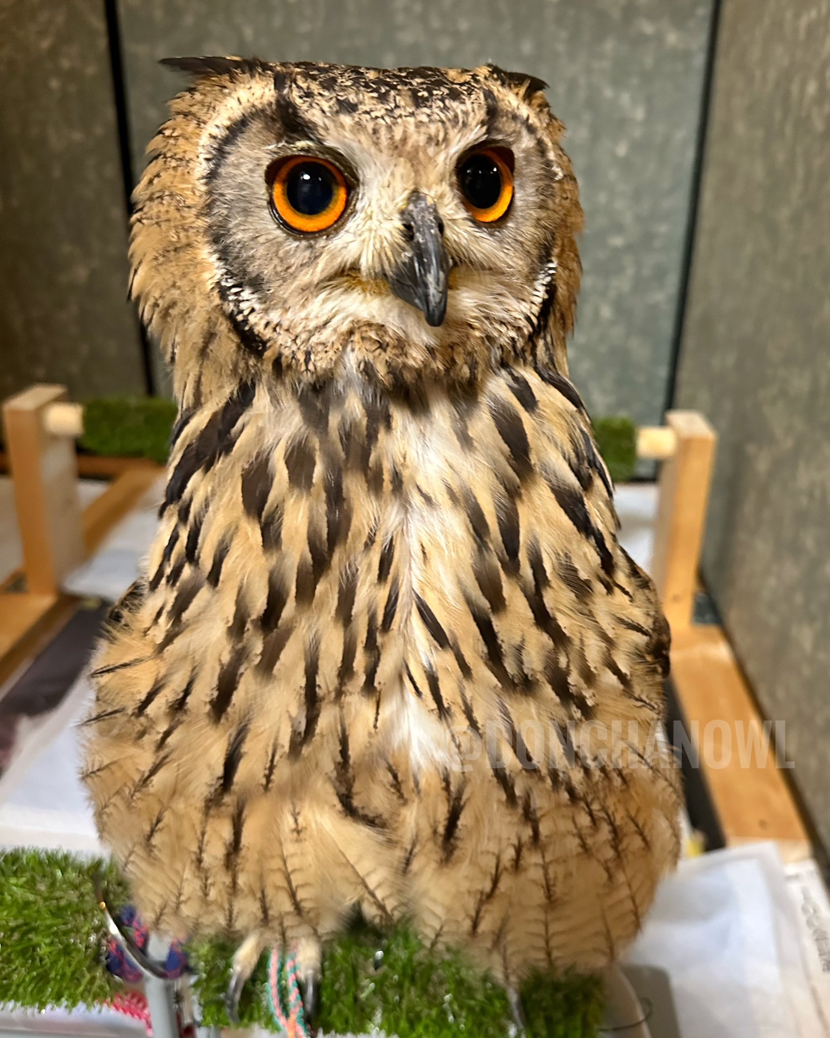 どんちゃん🦉 on X: 