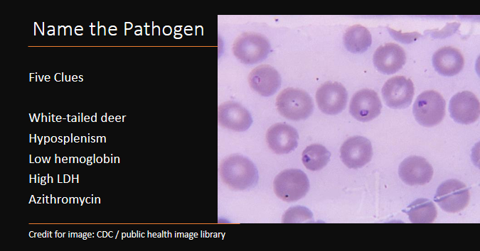 MayoClinicINFD's tweet photo. Weekend Digest

Name the Pathogen

Five Clues
1. White-tailed deer
2. Hyposplenism
3. Low hemoglobin
4. High LDH
5. Azithromycin https://t.co/oPpYDdNFqi