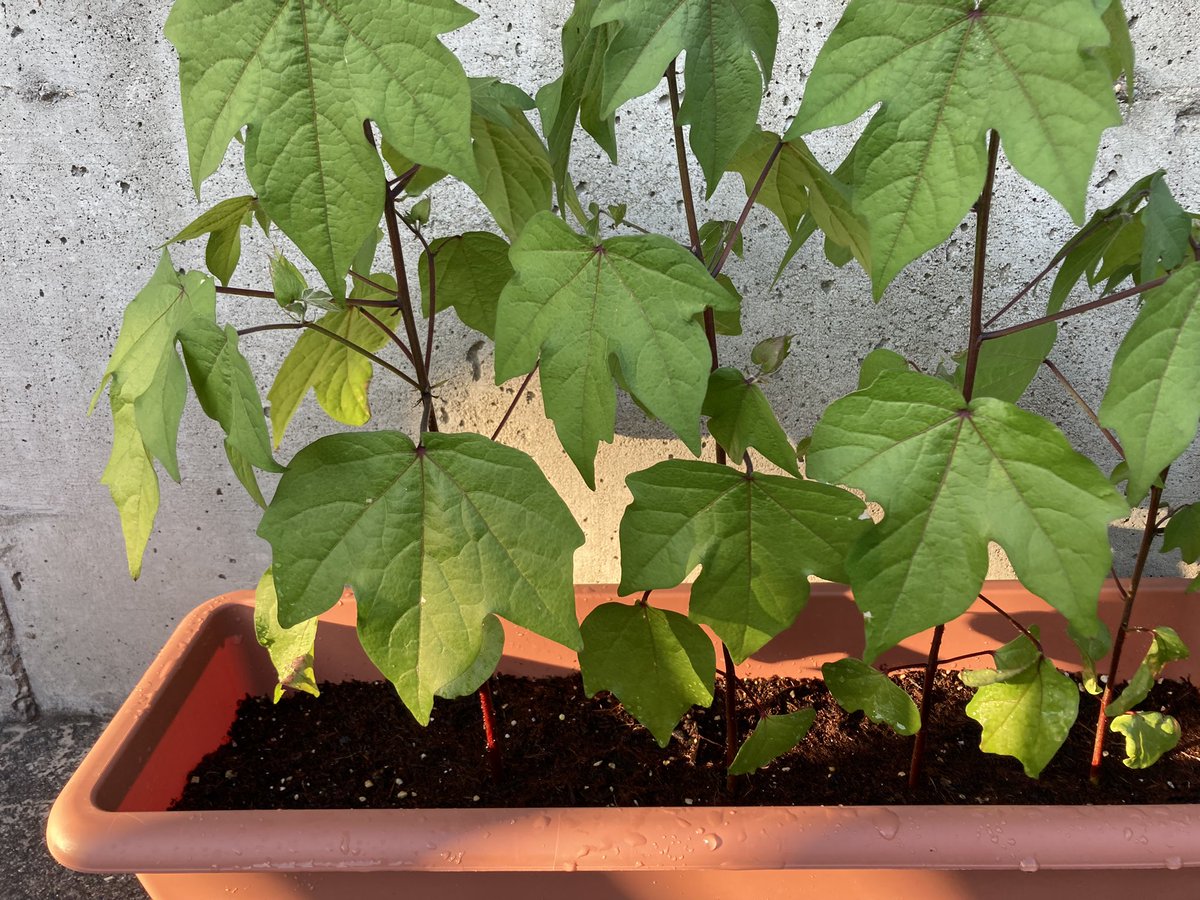 綿花栽培
5月下旬にわた花の種を蒔きました。
1ヶ月経ち葉っぱも背丈も大きく育って。
蕾もたくさんできてきました。
今年はたくさん綿を収穫できるといいな。
#綿花栽培　#綿花　#わた花