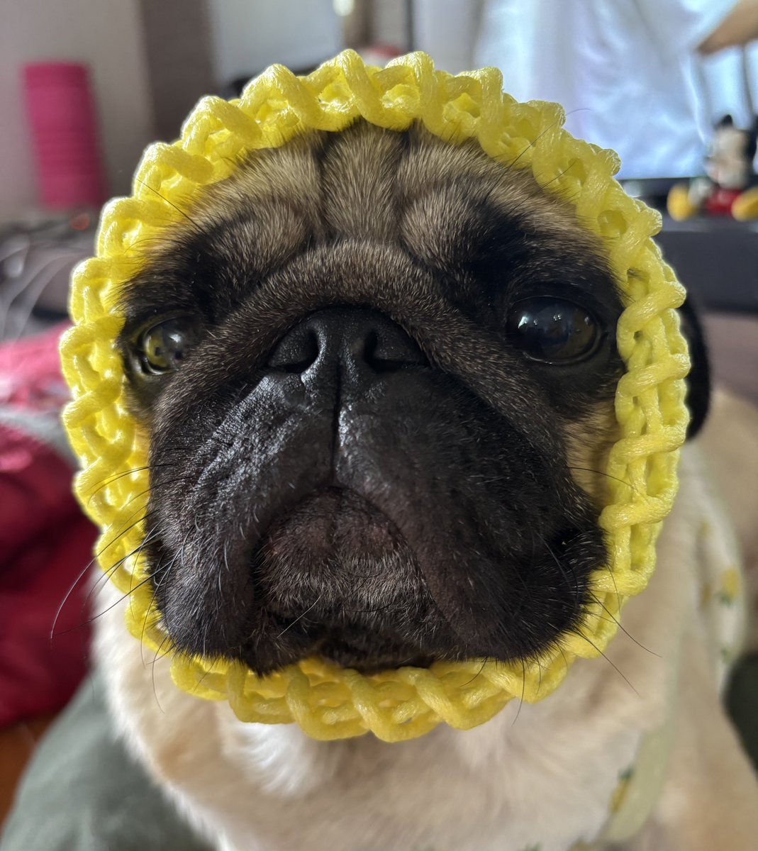 chachamaru_pug's tweet image. もう！
何してもかわいくなっちゃうんだから！！

#pug #パグ