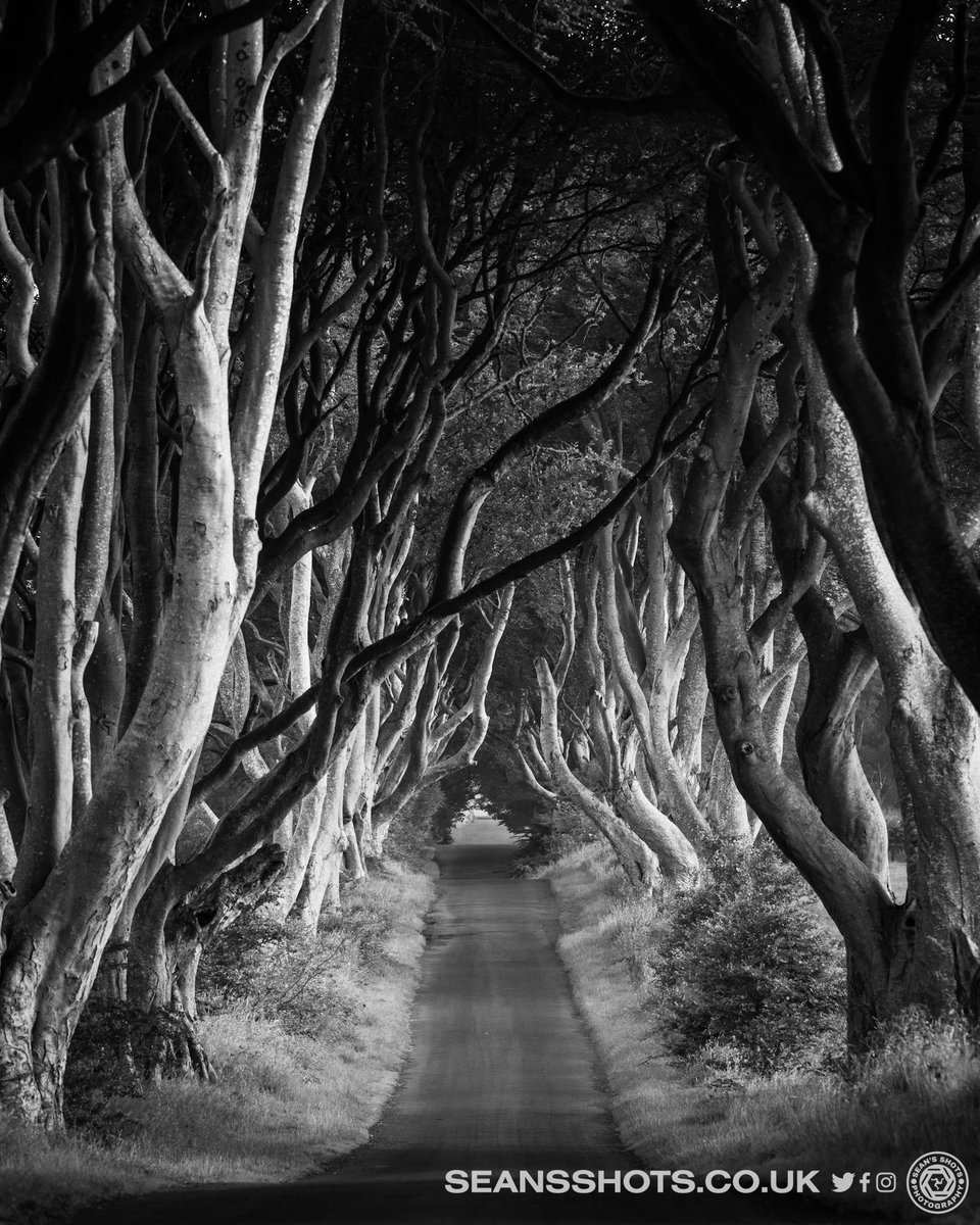 seansshots's tweet image. An early morning trip to the Dark Hedges this morning.  Well worth getting up at 4am for the sunrise.  Which do you prefer colour or B&amp;amp;W? #darkhedges #visitni #gameofthrones