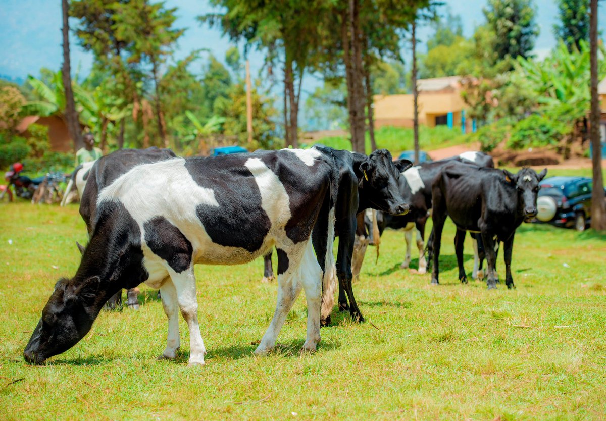 Rooted in "Girinka" (One Cow Per Family)
Since 2008:
🐄 350 cows distributed to members
👨‍👩‍👧‍👦 99% now own livestock!
Calves passed to neighbors, boosting milk production &amp; uniting us against coffee challenges.
#Girinka #CommunityFirst #RwandaAgri 4/7