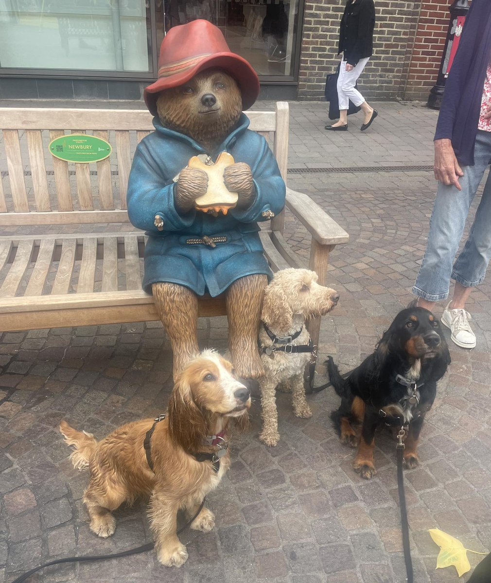 HearingDogs's tweet photo. Our pups aren't fazed by any of the interesting characters they meet when out and about, not even Paddington Bear! 🐻

Hearing dogs can come across some unusual objects when out with their deaf partner, so it's important they aren't fazed by any strange and unusual objects 🐾🥰 https://t.co/i5v4GuPREz
