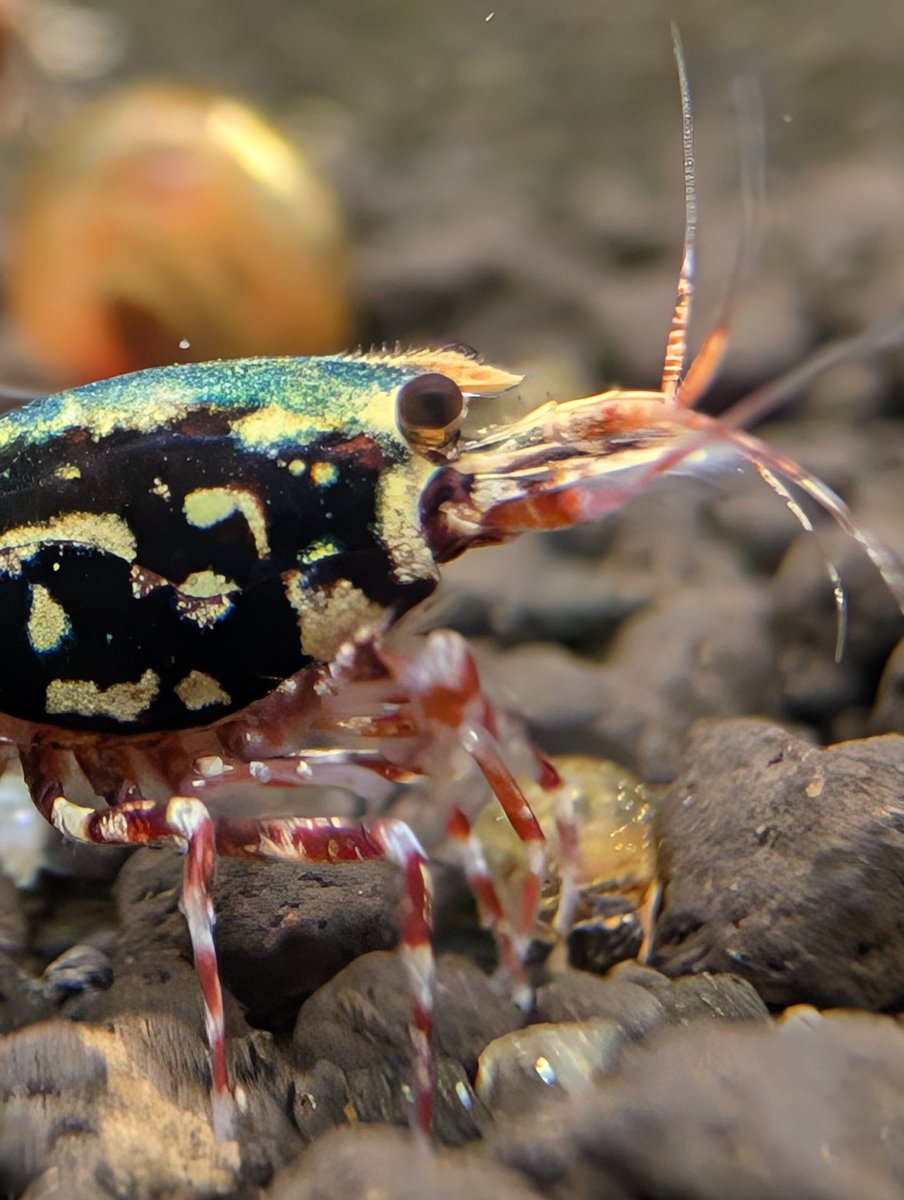 munmunshrimp's tweet image. えび🦐と草🌿と爪楊枝🐟️

黒も青メタルも黄色も赤も
あれこれ欲しい人でもこの一匹で解決

カーボンニュートラルSDGS省エネギャラクシー🌏️

選挙出たら当選しそうな響きで良き🙂‍↕️

極姫ユキノシタ🌿は天一購入品で
どストライク

良く働く爪楊枝🐟️は色が頻繁に変わって見て楽しい🦎