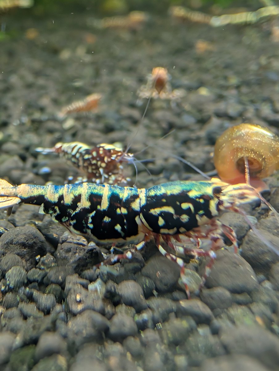 munmunshrimp's tweet image. えび🦐と草🌿と爪楊枝🐟️

黒も青メタルも黄色も赤も
あれこれ欲しい人でもこの一匹で解決

カーボンニュートラルSDGS省エネギャラクシー🌏️

選挙出たら当選しそうな響きで良き🙂‍↕️

極姫ユキノシタ🌿は天一購入品で
どストライク

良く働く爪楊枝🐟️は色が頻繁に変わって見て楽しい🦎