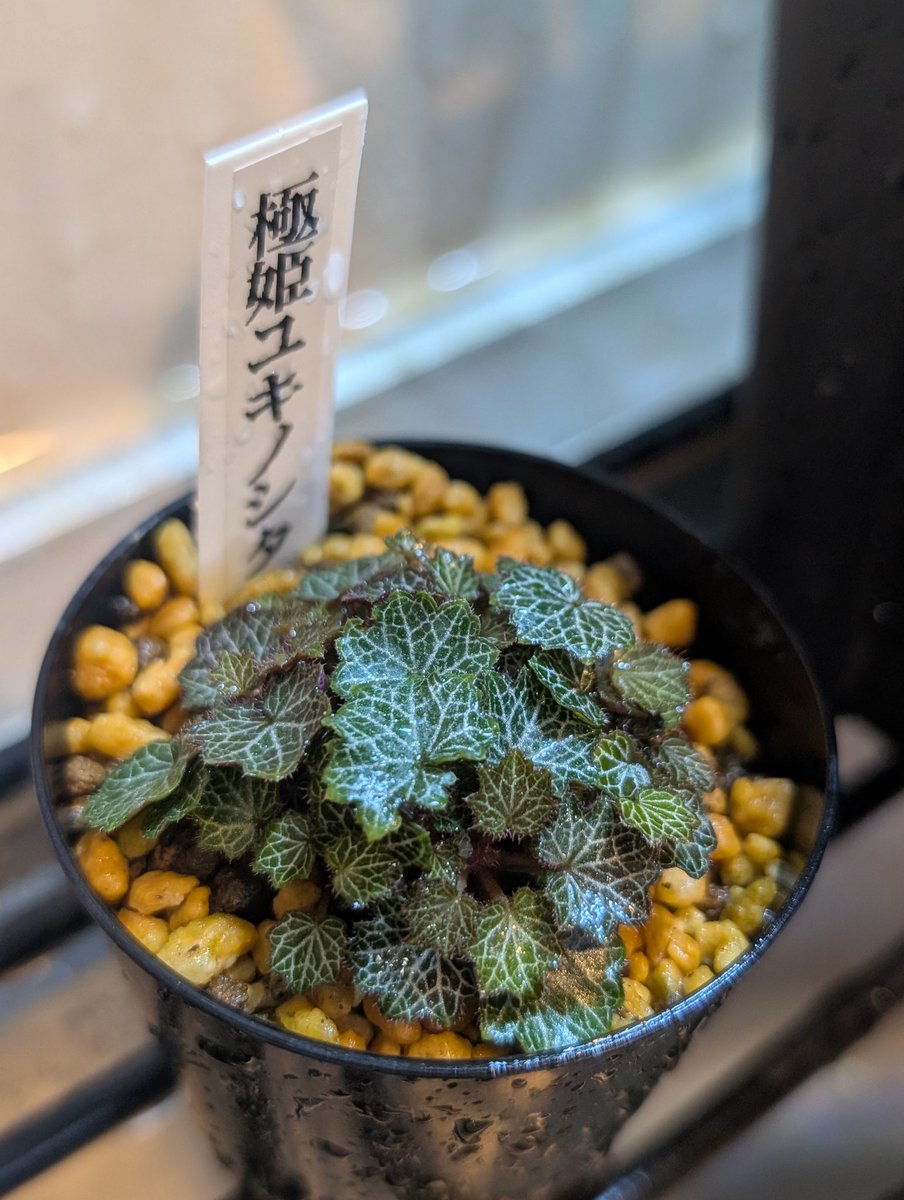 munmunshrimp's tweet image. えび🦐と草🌿と爪楊枝🐟️

黒も青メタルも黄色も赤も
あれこれ欲しい人でもこの一匹で解決

カーボンニュートラルSDGS省エネギャラクシー🌏️

選挙出たら当選しそうな響きで良き🙂‍↕️

極姫ユキノシタ🌿は天一購入品で
どストライク

良く働く爪楊枝🐟️は色が頻繁に変わって見て楽しい🦎