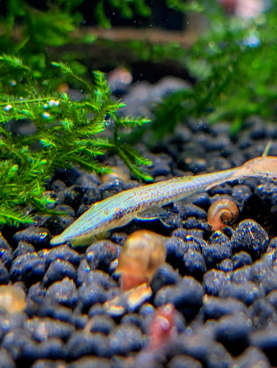 munmunshrimp's tweet image. えび🦐と草🌿と爪楊枝🐟️

黒も青メタルも黄色も赤も
あれこれ欲しい人でもこの一匹で解決

カーボンニュートラルSDGS省エネギャラクシー🌏️

選挙出たら当選しそうな響きで良き🙂‍↕️

極姫ユキノシタ🌿は天一購入品で
どストライク

良く働く爪楊枝🐟️は色が頻繁に変わって見て楽しい🦎