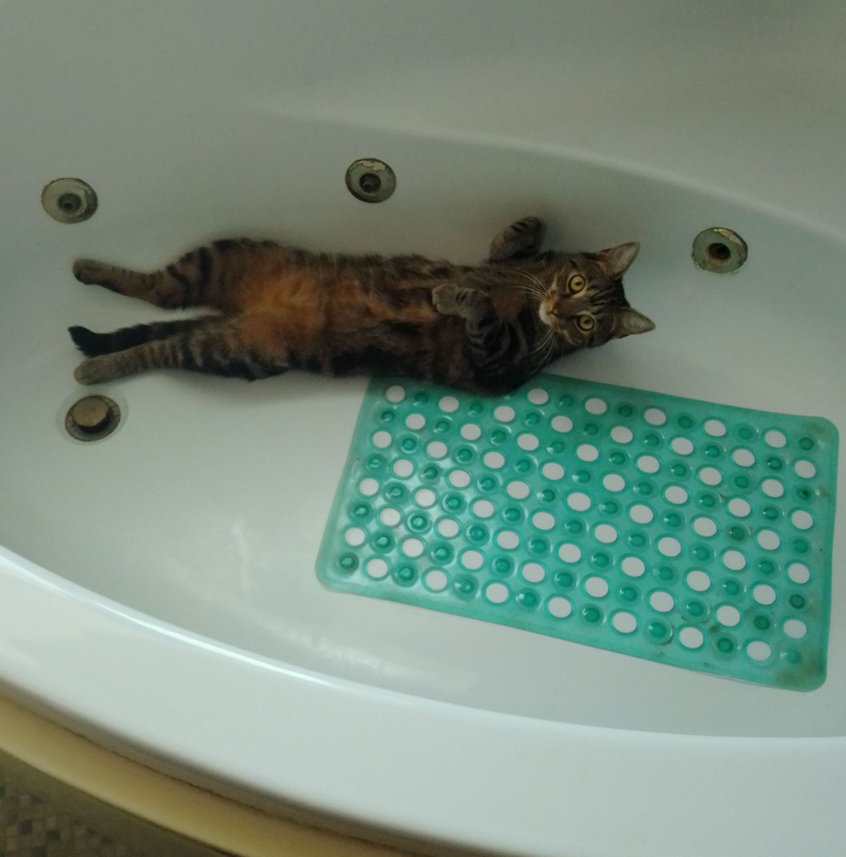 LouisePoetical's tweet image. Benni's definitely got the right idea! Stay cool, everyone! #heatwave2025 #Caturday