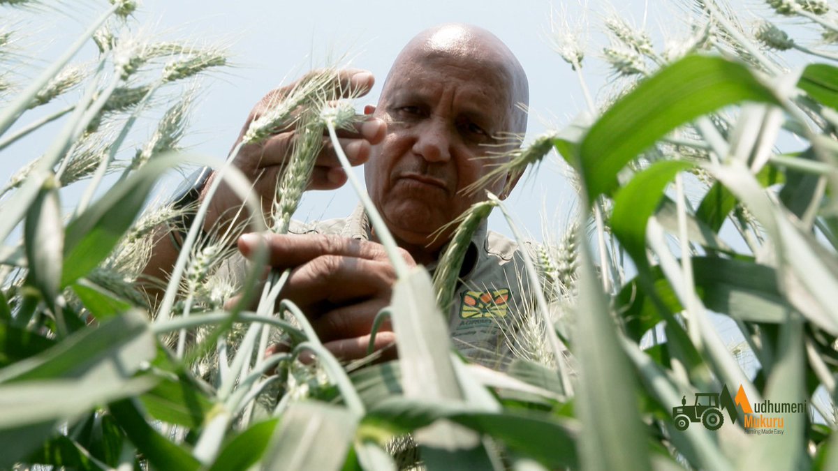 Are your timing decisions working for you this season? Winter wheat thrives on precision. Apply nitrogen at tillering and stem elongation, aligned with irrigation. Consistent watering drives growth. As harvest nears, service and book your combine early. Harvest right.