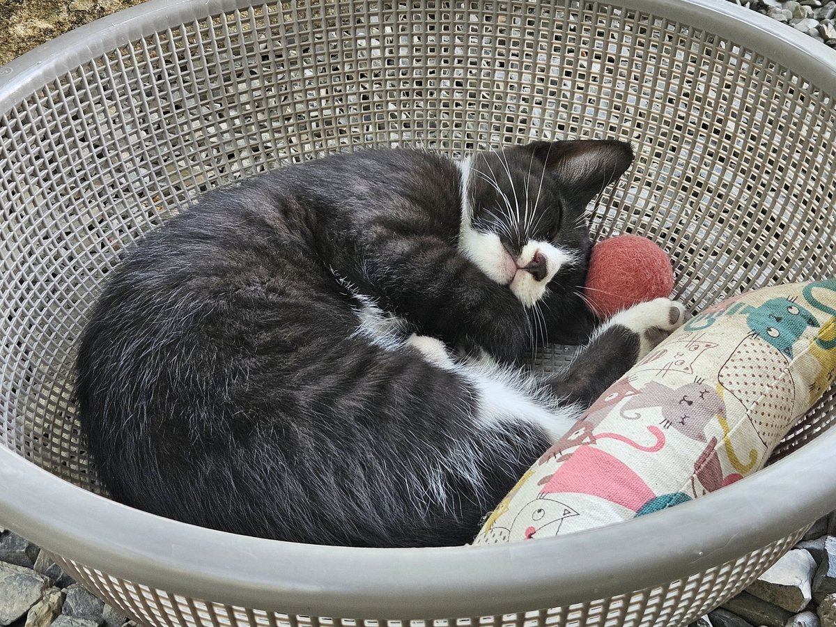 cutewarmkitty's tweet image. 오늘도 잘자는 애기들
팔공산 고양이 3아깽이의 평생 가족을 찾습니다. 1차접종/구충완료/5.1생/문의DM