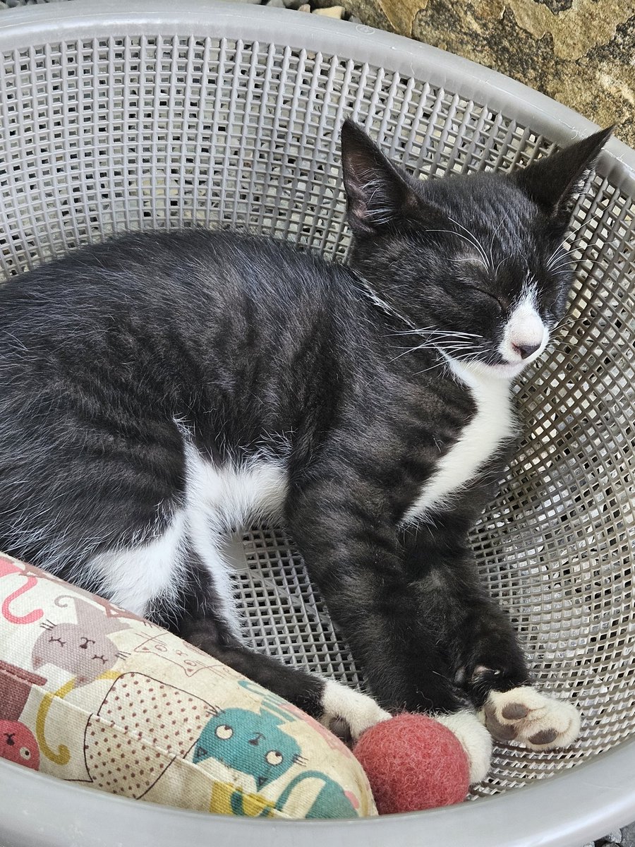 cutewarmkitty's tweet image. 오늘도 잘자는 애기들
팔공산 고양이 3아깽이의 평생 가족을 찾습니다. 1차접종/구충완료/5.1생/문의DM