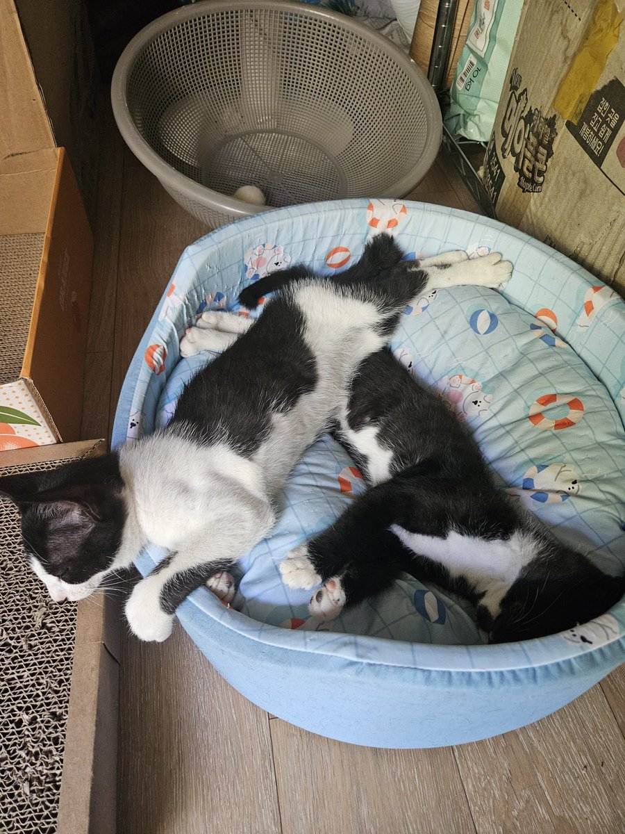 cutewarmkitty's tweet image. 오늘도 잘자는 애기들
팔공산 고양이 3아깽이의 평생 가족을 찾습니다. 1차접종/구충완료/5.1생/문의DM