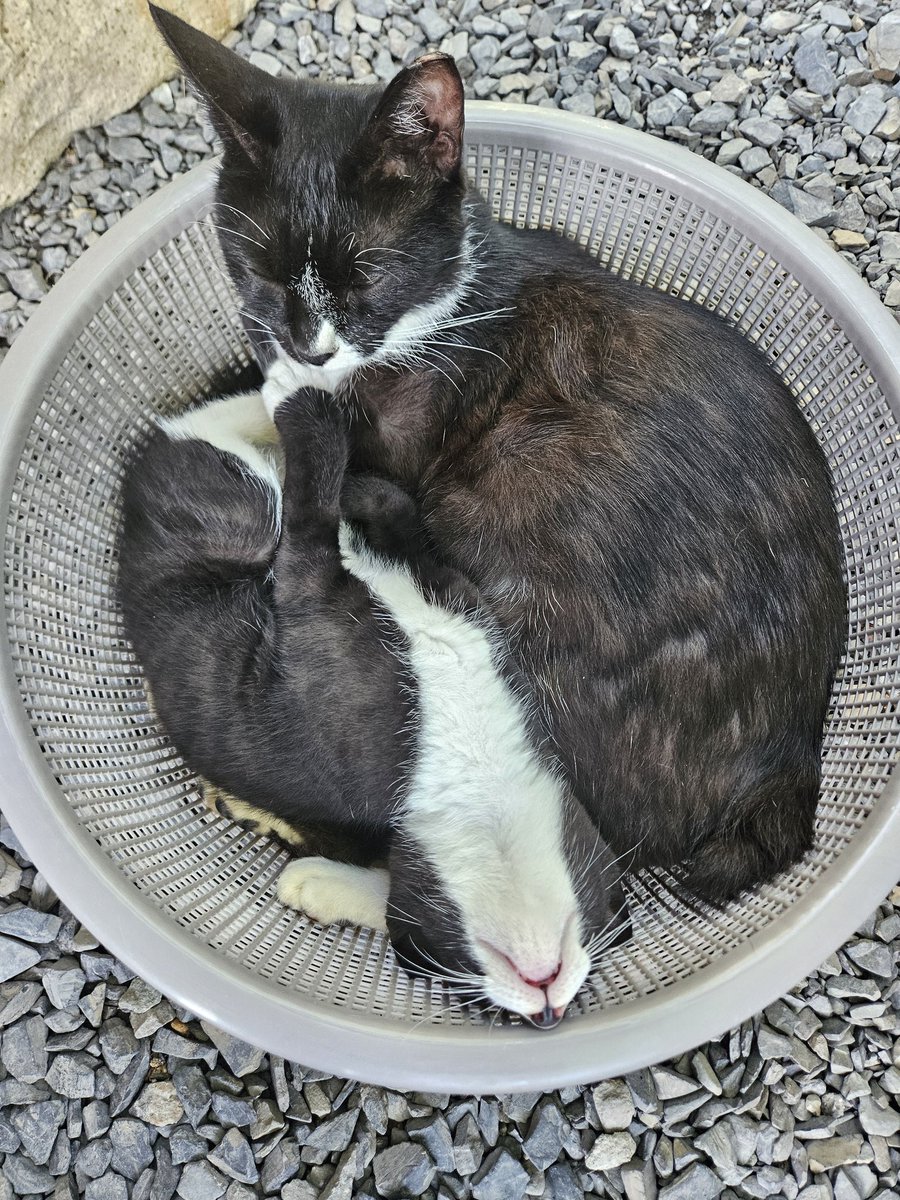 cutewarmkitty's tweet image. 오늘도 잘자는 애기들
팔공산 고양이 3아깽이의 평생 가족을 찾습니다. 1차접종/구충완료/5.1생/문의DM