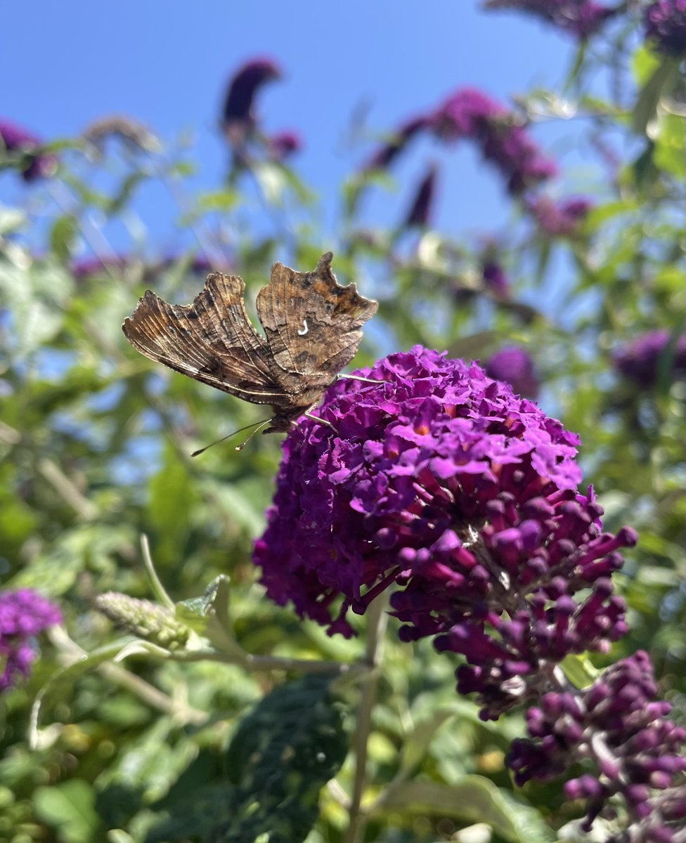 W82Matt's tweet image. Brilliant to see so many butterflies in the garden this week. Unbelievable improvement from last year. Comma, Peacock, Small and Large Whites, Ringlet, Small Tortoiseshell. @BNAscience @savebutterflies @barnsley_nats
