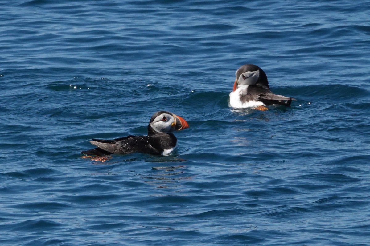 Steve Rosser tweet media