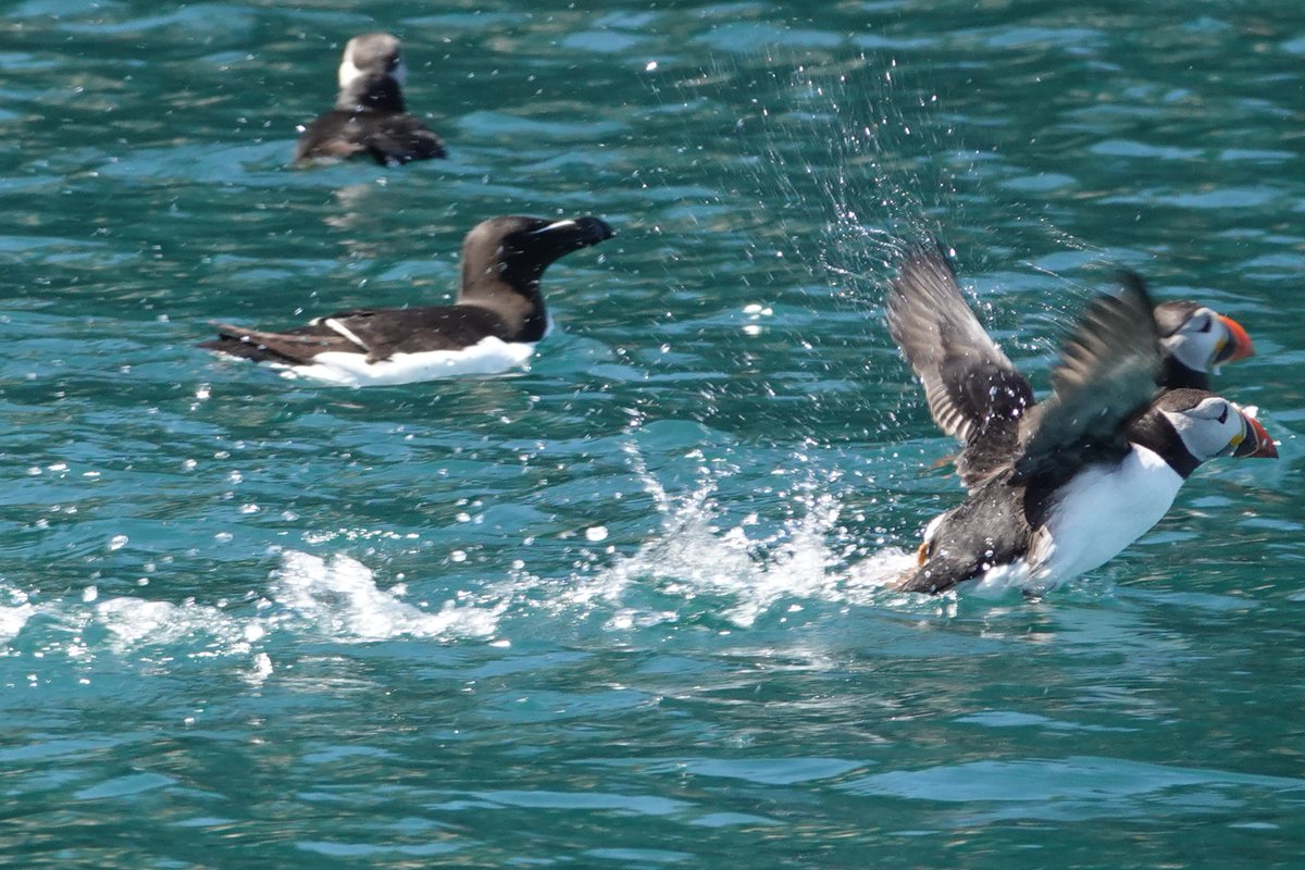 Steve Rosser tweet media