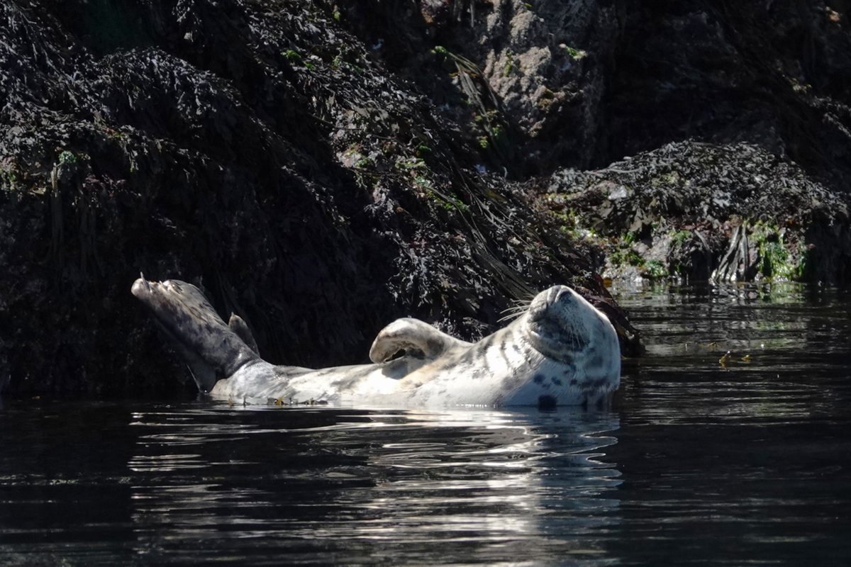 Steve Rosser tweet media