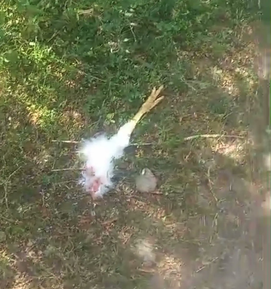 Ağrı'da başıboş köpekler dehşet saçtı

Ağrı'nın Patnos ilçesinde yaşayan Haydar Özyavuz’a ait bahçede bulunan 25 hindi ve tavuk, başıboş köpeklerin saldırısı sonucu telef oldu.

Olay, Sarısu Mahallesi’nde öğle saatlerinde Haydar Özyavuz’un kısa süreliğine evine gittiği sırada