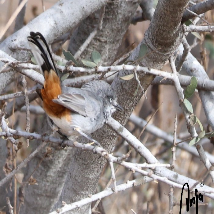Hard to spot #Chestnut_Vented #Warbler (Tit-Babbler). 
#photography #nature #outdoors #garden #goedemorgen #birdwatching #Francistown #Botswana #Africa #BirdsSeenIn2025