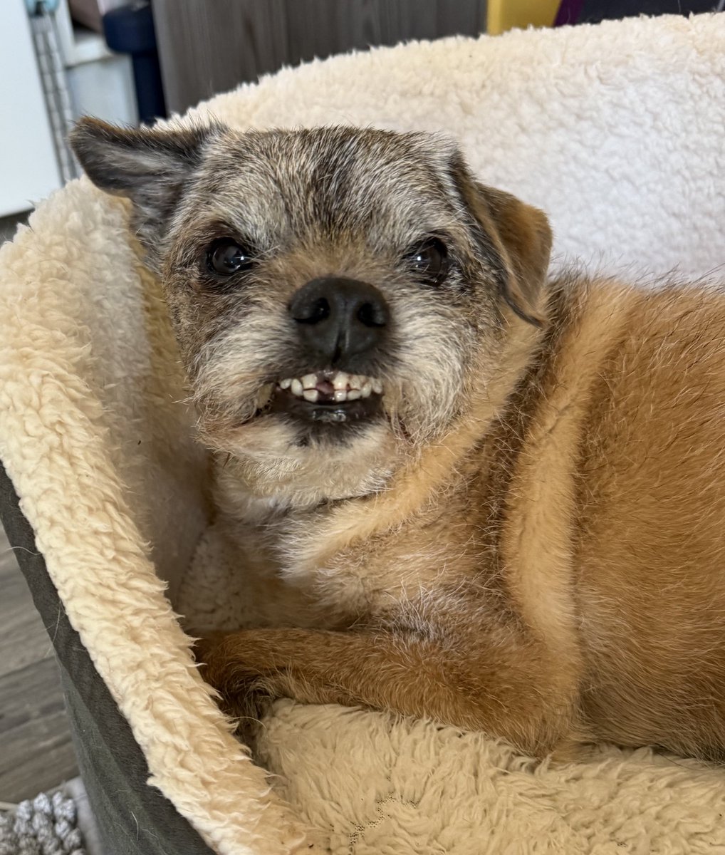 It’s really hot where I am! 
If it’s really hot where you are and you’re going to a game today, leave the dog at home!

Picture of my Sid for erm, cuteness?!