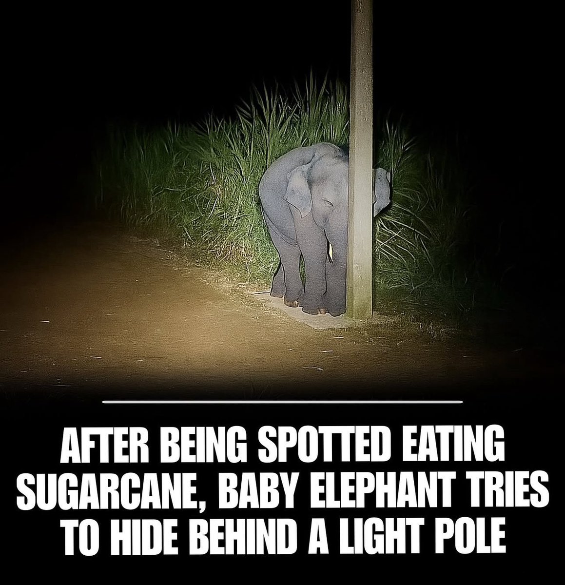 Earth_Seeker1's tweet photo. Thread 🧵 🧵 of *cute* and hilarious Animal moments captured on Camera 😅
A thread 🧵🧵 https://t.co/YbPbxRVjox