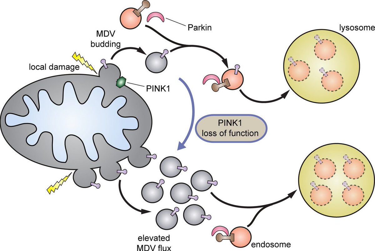 New research from <a href="/DavidTumbarello/">David Tumbarello</a> &amp; colleagues suggests that #Parkinsons-associated PINK1 &amp; Parkin are dispensable for whole mitochondrial turnover, but following their perturbation have disparate effects on the mitochondrial-derived vesicle pathway
faseb.onlinelibrary.wiley.com/doi/10.1096/fb…