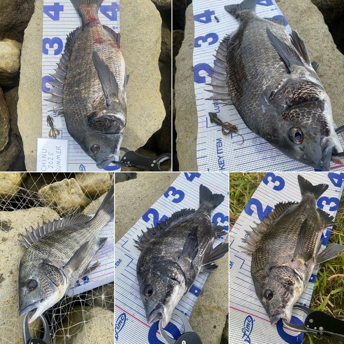 azides_bb's tweet photo. 濁りましましデイゲームで5枚🎣
圧倒的にグリパンへの反応が良かった
練習中のフリーリグで少しずつ枚数が伸びてきて嬉しい🤣
#クレイジーフラッパー
#アーバンシュリンプ
#アーバンクローラー
#KEITECH
#DAIWA
#チニング
#フリーリグ https://t.co/AC2aWF7HN9