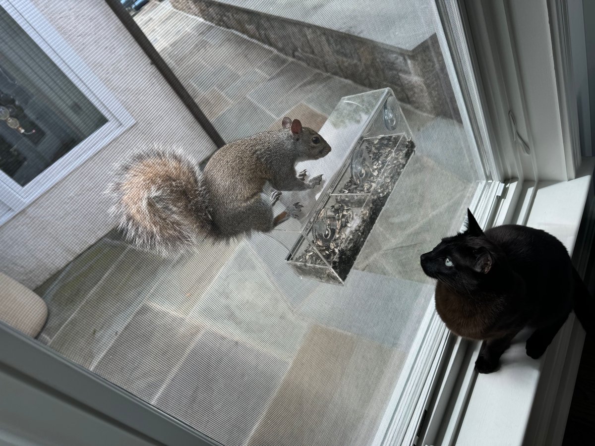 Max gets squirrely. #CaturdaysWithMax #Caturday