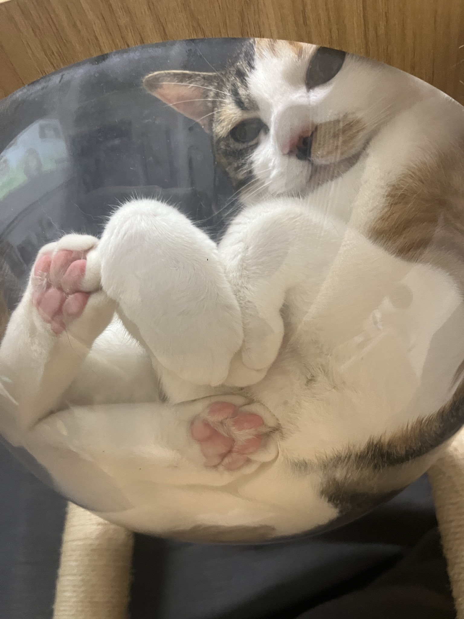 三毛猫あんずちゃん on X: 