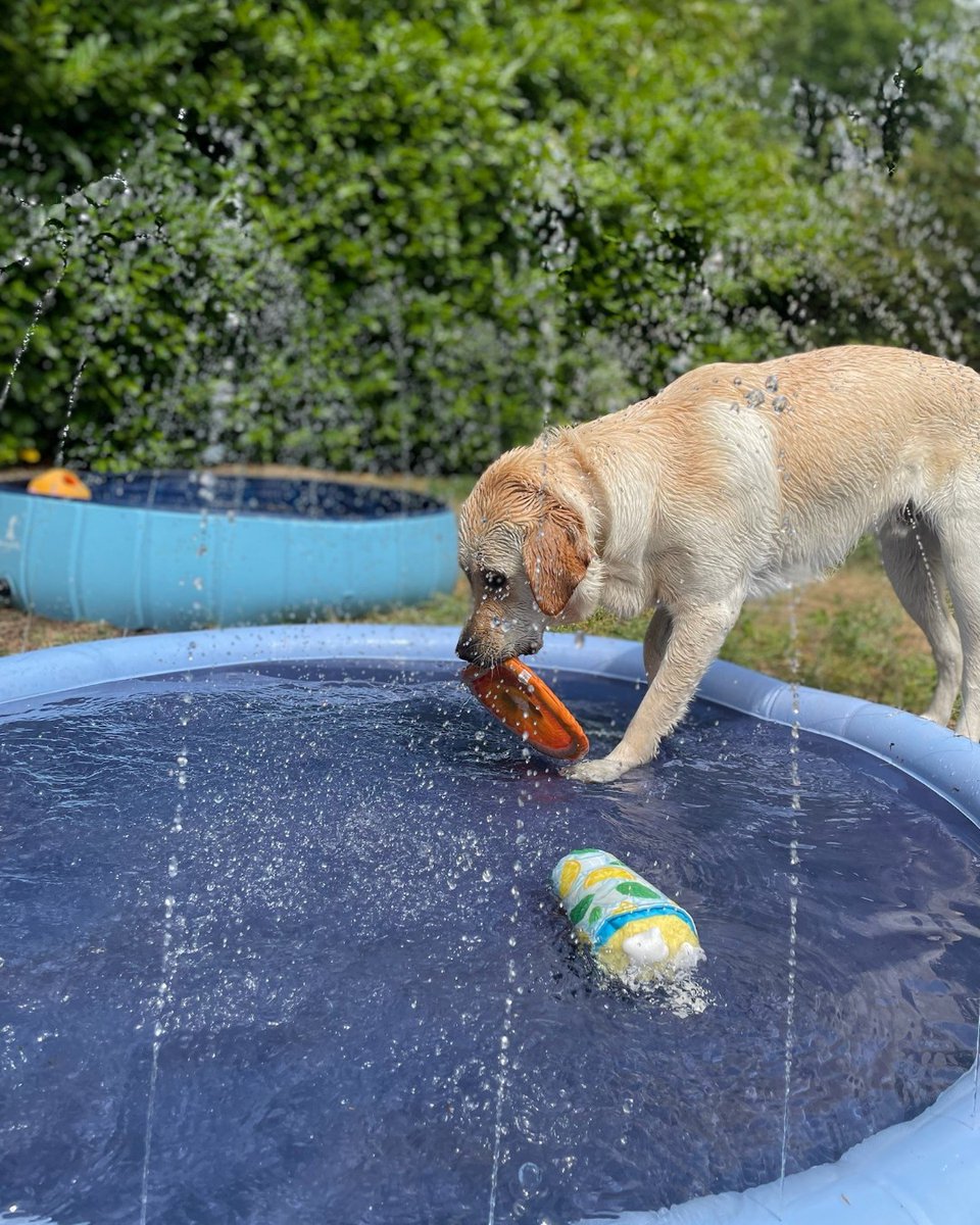 Our guide dogs in training have been cooling off with their very own pool party! 💦

Check out our latest hot weather advice for dogs over on our website - bit.ly/3CkDQ40

[VD: see alt text]