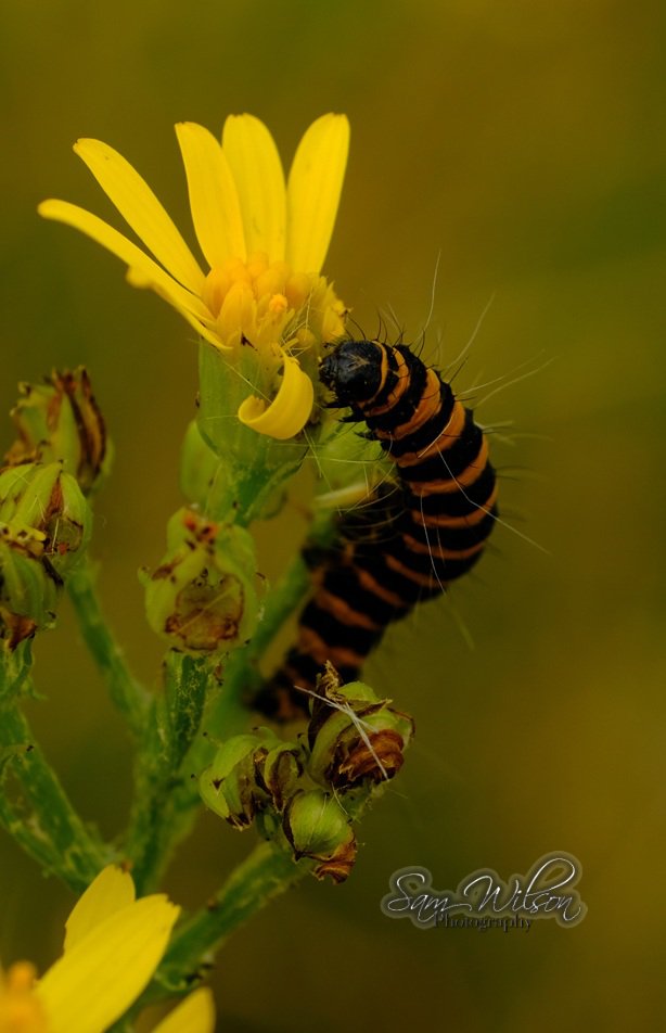 Cinnabar moth caterpillar #naturephotography