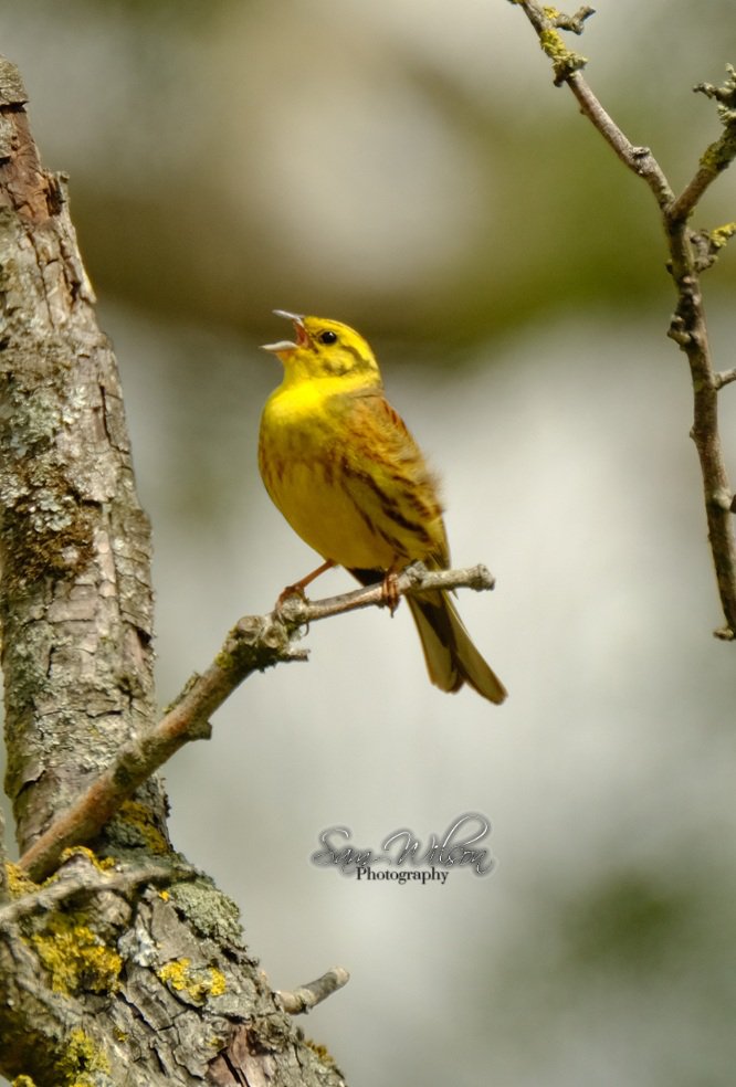 Yellow hammer singing on the trail #birds #birdphotography