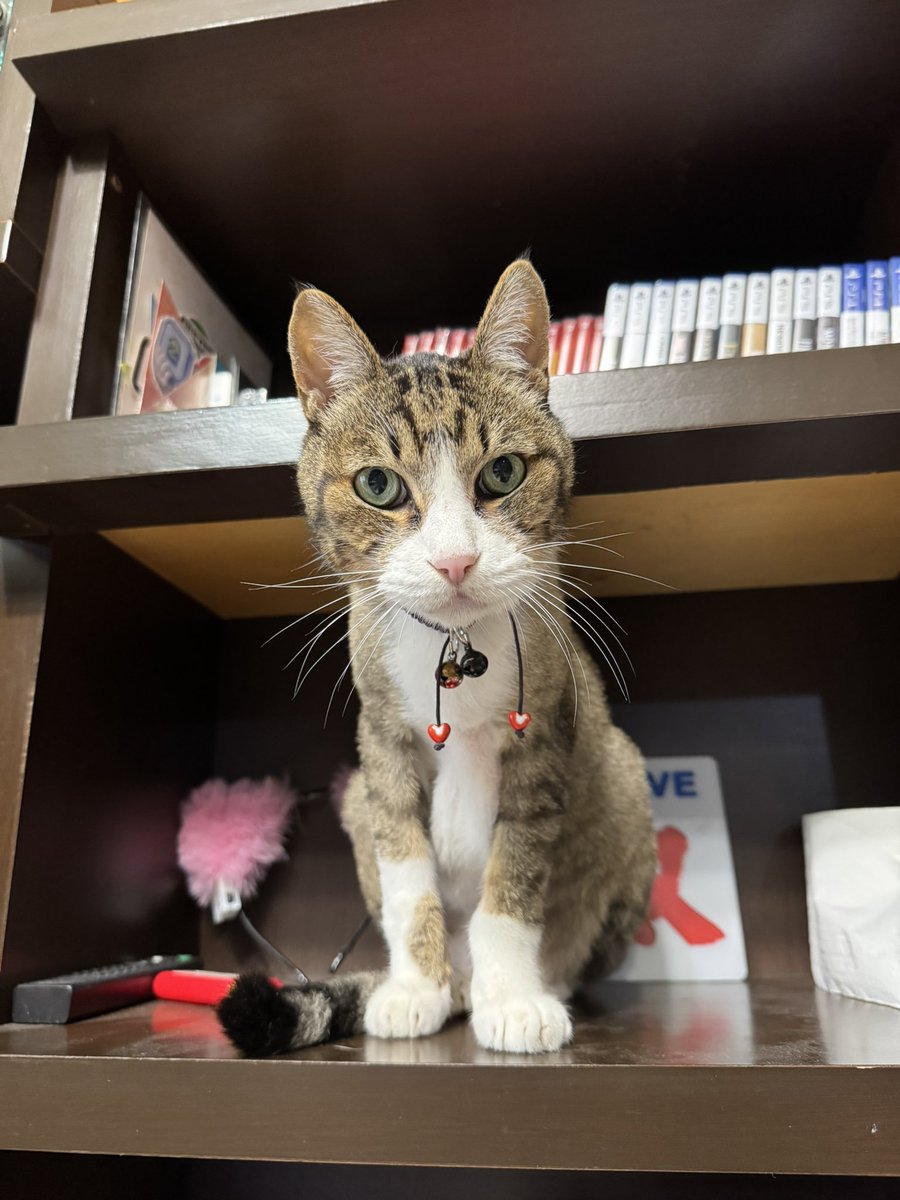 每天會對小六說十次以上「可愛😻」