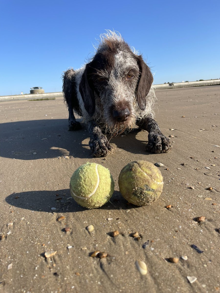 Beach finds #wimbledon🎾 #tennis #ball #beachclean #beachfinds #helping #dog #dogsofinstagram