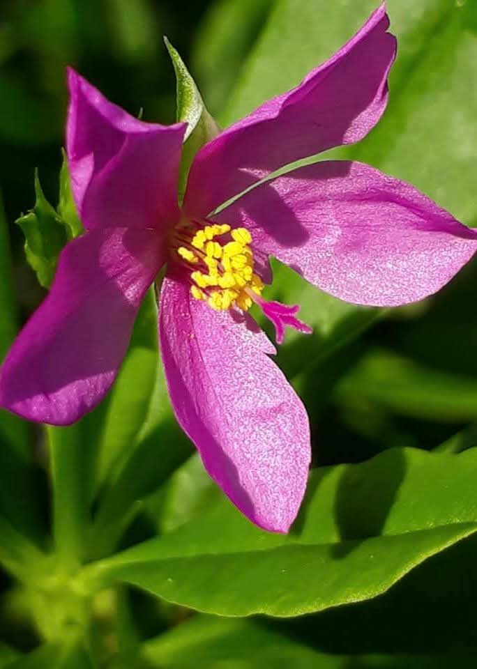 74ceff6b903445b's tweet image. Hello dear friends 🙏😄 
Have a beautiful Saturday 💜