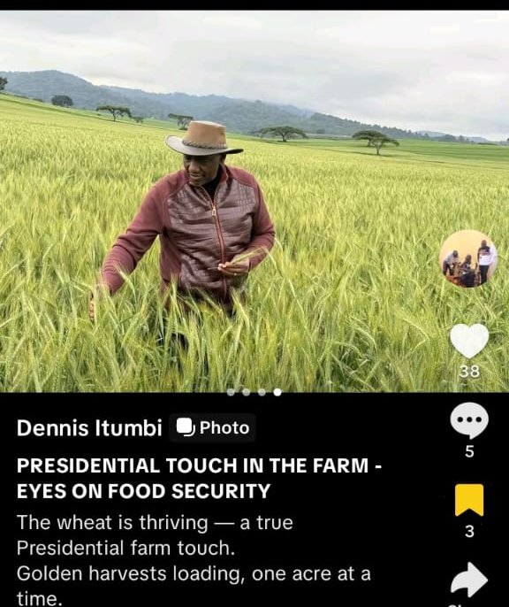 AokoOtieno_'s tweet photo. Itumbi has just shared a photo of his boss inspecting his wheat farm,

While wearing a 48,350 dollars Stefano Ricci 

That's Sh6.2M to go inspect  shamba ya ngano

Na ujue this is the Kruger farm he grabbed and promised to give to the community 

Meanwhile, farmers frame 4 🥺 https://t.co/9DQY3cTfKN