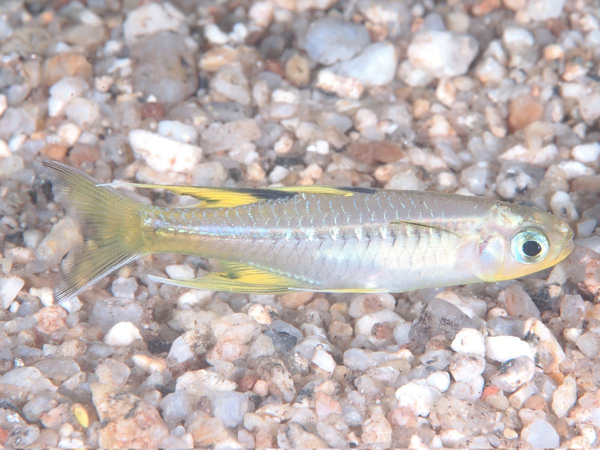 小魚です 8.4型カラー液晶 ﾌﾟﾛｯﾀｰﾃﾞｼﾞﾀﾙ魚探 HE-81GPII-Di GPSアンテナ外