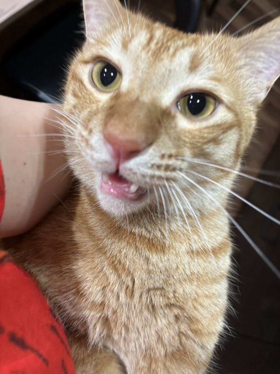 赤ちゃんのように抱っこされるサスケ
#猫のいる暮らし 
#猫のいる幸せ 
#ねこ