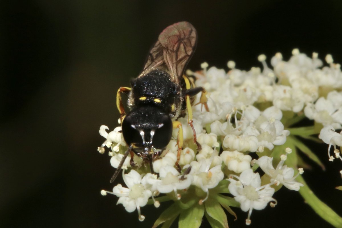 juliet_turner6's tweet image. More photos to Ectemnius Crabronid wasps. I’m seeing them everywhere now!
I spend many of my lunch breaks trying to find and photograph more of them. These are solitary wasps, with single mothers that hunt flies and dig burrows in dead wood to rear their young.
📍 Oxford, UK