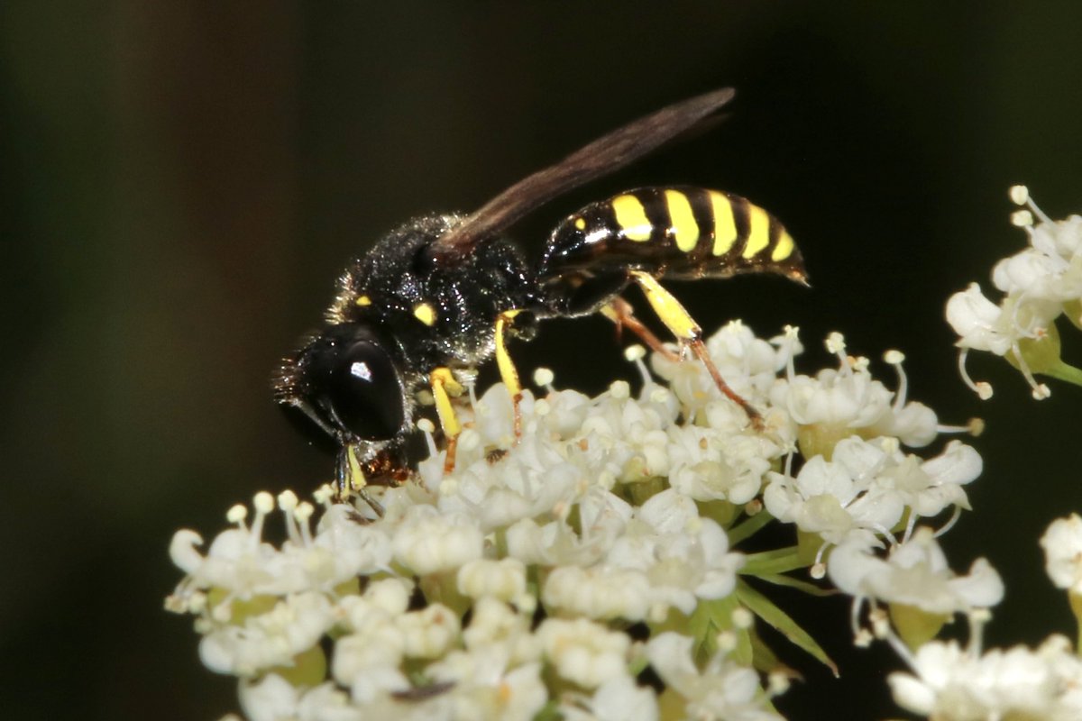 juliet_turner6's tweet image. More photos to Ectemnius Crabronid wasps. I’m seeing them everywhere now!
I spend many of my lunch breaks trying to find and photograph more of them. These are solitary wasps, with single mothers that hunt flies and dig burrows in dead wood to rear their young.
📍 Oxford, UK