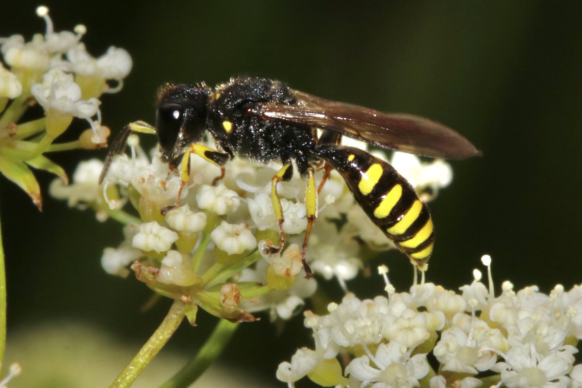 juliet_turner6's tweet image. More photos to Ectemnius Crabronid wasps. I’m seeing them everywhere now!
I spend many of my lunch breaks trying to find and photograph more of them. These are solitary wasps, with single mothers that hunt flies and dig burrows in dead wood to rear their young.
📍 Oxford, UK