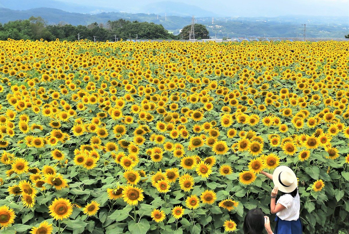 I chose four of my favorite photos from the ones I've taken so far. I had a hard time deciding on the fourth one, but since it's summer, I chose a photo of sunflowers.