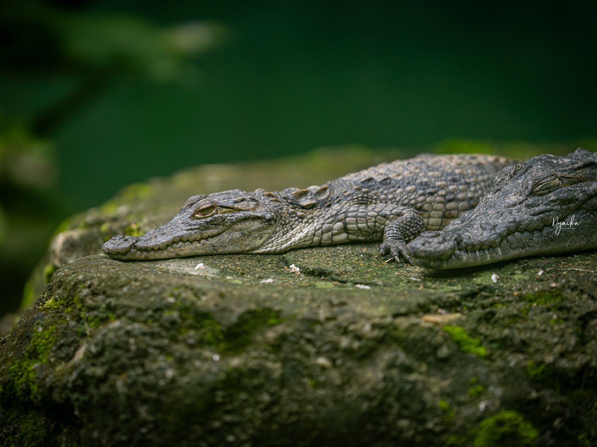 Baby reptiles taking a nap At <a href="/UWEC_EntebbeZoo/">UWEC</a>

ShotON <a href="/SonyAlpha/">Sony | Alpha</a> A7RV